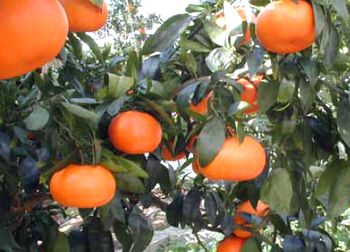 柑橘はまさき通信販売 佐賀オリジナルの麗紅柑を販売取寄 約10玉 約15玉 佐賀県産