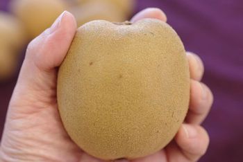 さぬきゴールドキウイフルーツ販売 香川県産を通販取寄せ 国産のゴールドキウイ 糖度13 5度以上 約16玉 約24玉