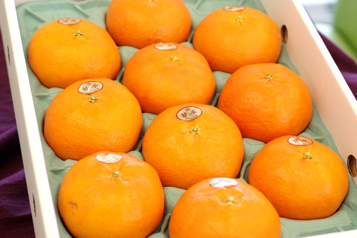 甘平（かんぺい）通信販売 愛媛産プチプチした食感が特徴の柑橘を販売取寄。糖度約14度 約8玉～約14玉 愛媛産